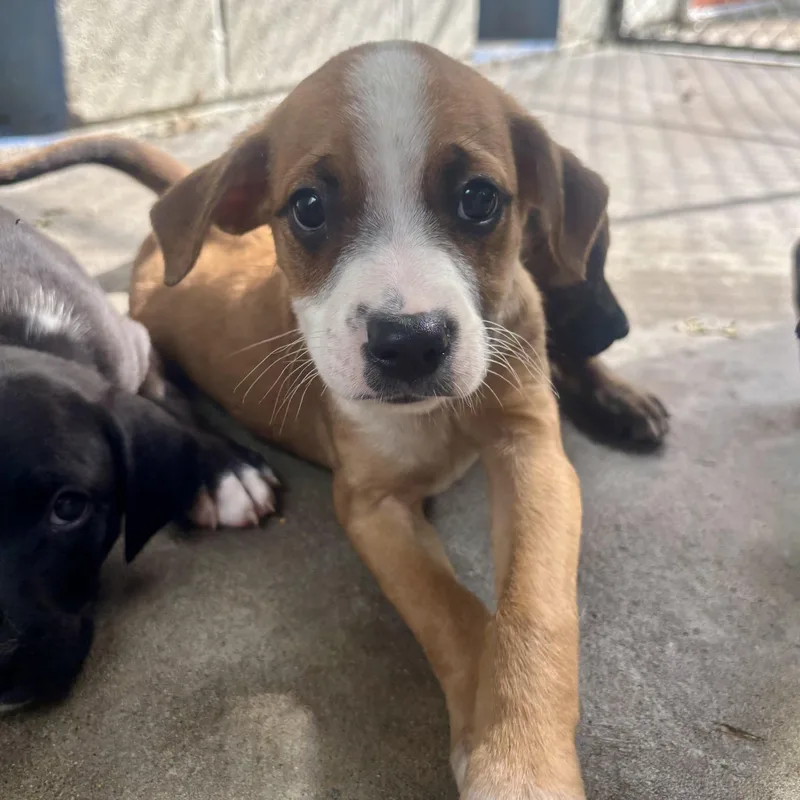 A baby small-sized female Brown / Chocolate Mixed Breed dog named Pickles for adoption in Waynesburg, PA