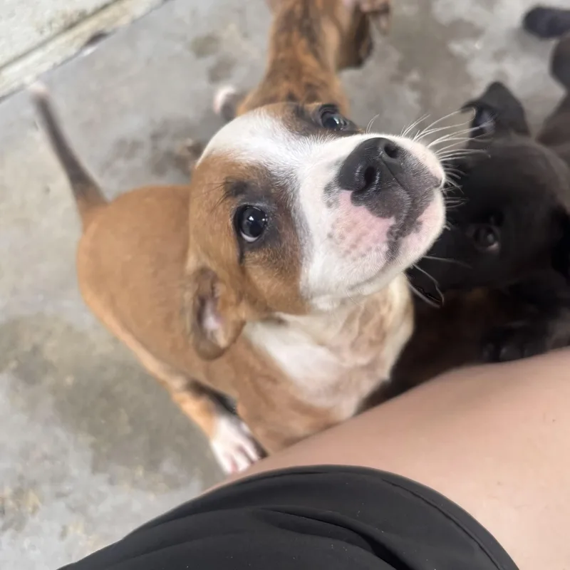 Pickles thumbnail 3