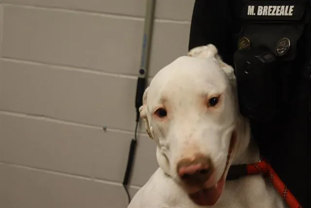 A young large-sized male Mixed Breed dog named Handsome for adoption in Columbia, SC
