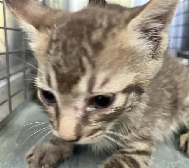 A baby small-sized male Domestic Short Hair cat named Devin for adoption in Dallas, TX