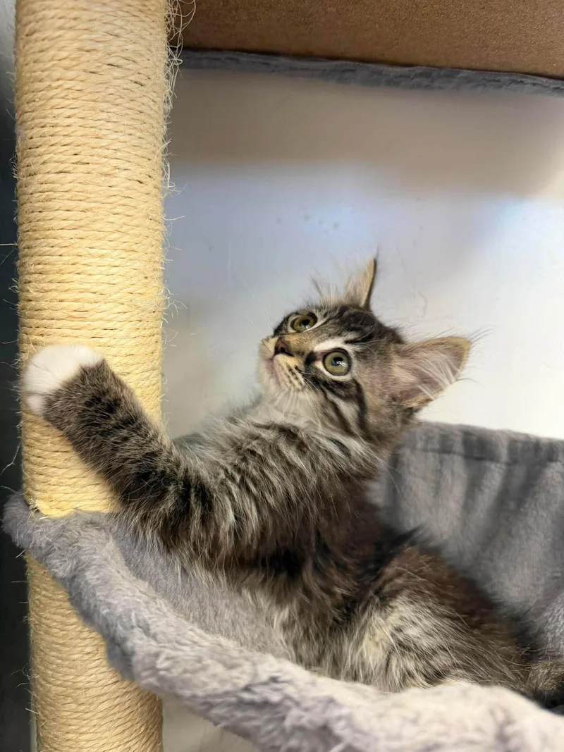 A young large-sized male Tabby (Brown / Chocolate) Domestic Long Hair cat named Dorian for adoption in Roosevelt, UT