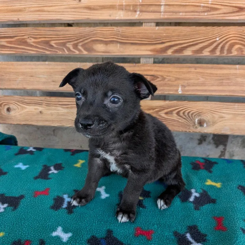 A baby small-sized female Chihuahua dog named Alabama for adoption in Chico, CA