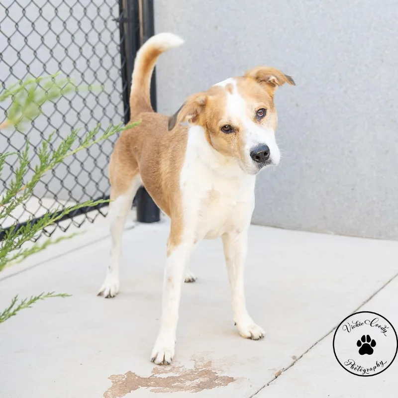 An adult medium-sized male Yellow / Tan / Blond / Fawn Mixed Breed dog named Lucky for adoption in Abilene, TX