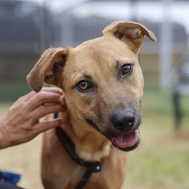 An adult medium-sized female Terrier dog named Tajin for adoption in San Antonio, TX