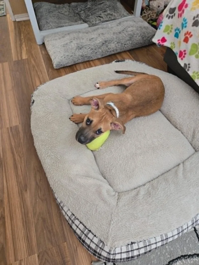 A baby medium-sized male Mixed Breed dog named Yoshi for adoption in Omaha, NE