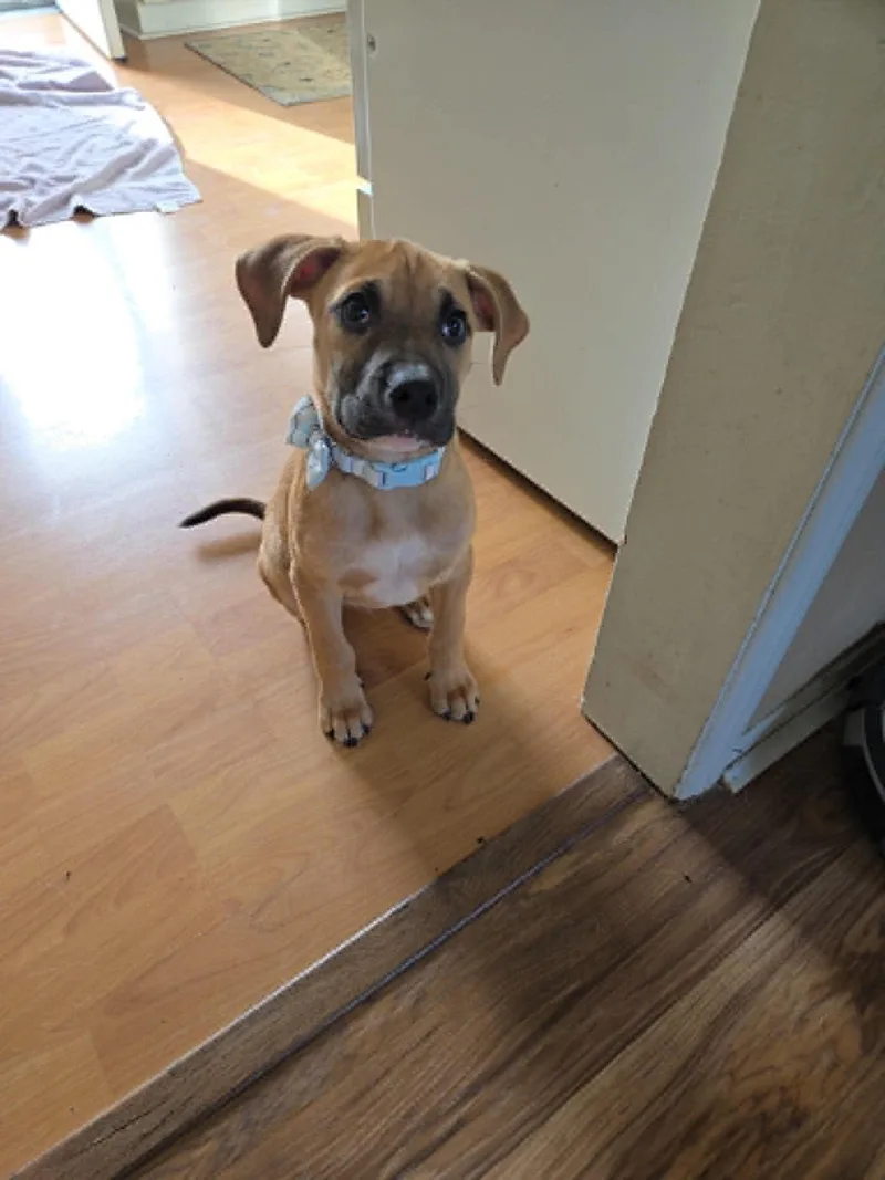 Yoshi thumbnail 2