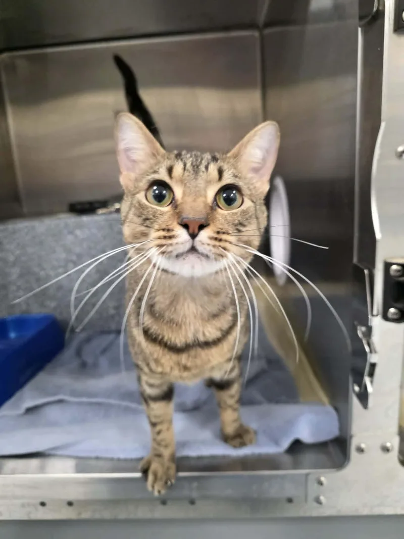 A young medium-sized male Tabby (Buff / Tan / Fawn) Domestic Short Hair cat named Mike for adoption in Umatilla, FL