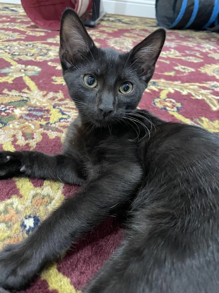 A baby small-sized male Domestic Short Hair cat named Bauer for adoption in Dallas, TX