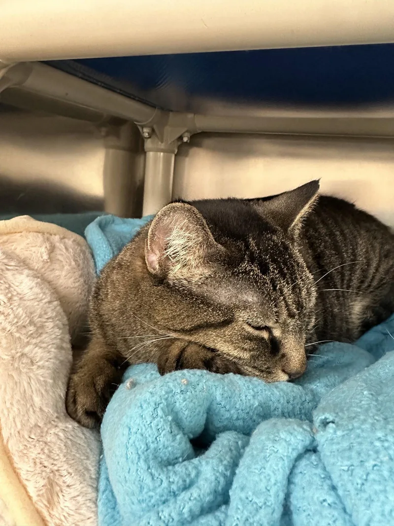 An adult medium-sized female Domestic Short Hair cat named Savannah for adoption in Brick, NJ