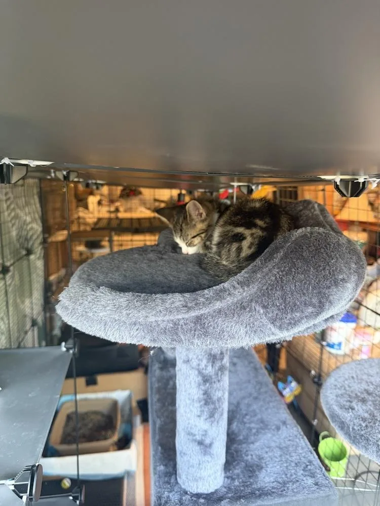 A baby small-sized male Domestic Short Hair cat named Boots for adoption in Plymouth, MI