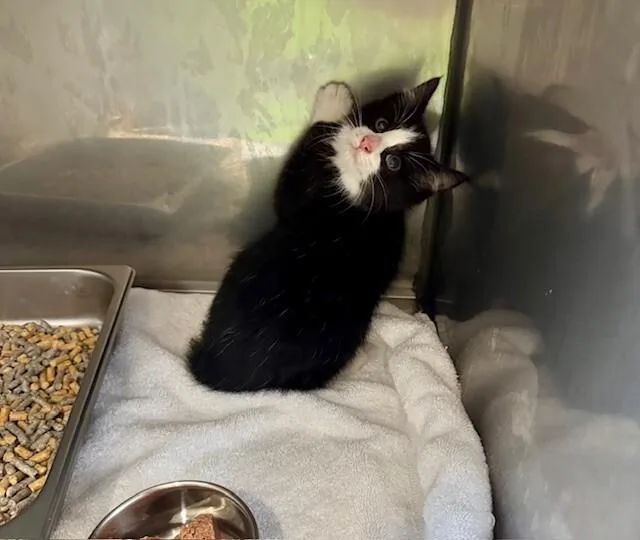 A young medium-sized male Black & White / Tuxedo Domestic Short Hair cat named Sidney for adoption in Providence Forge, VA