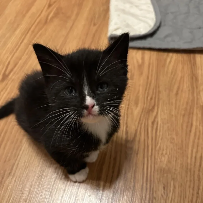 A baby small-sized female Black Domestic Short Hair cat named Pen for adoption in Costa Mesa, CA