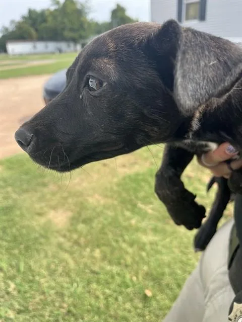 A baby small-sized female Pit Bull Terrier dog named Mira for adoption in Oklahoma City, OK