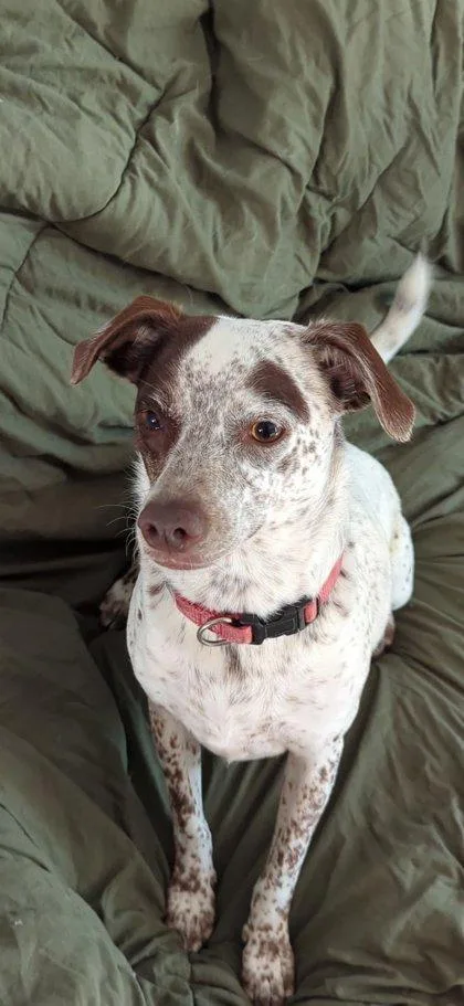 An adult medium-sized male Terrier dog named Iggy for adoption in Parma, OH