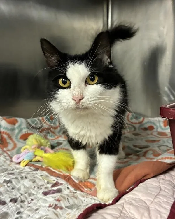 A young small-sized female Domestic Short Hair cat named Vanilla Chamomile for adoption in Richmond, VA