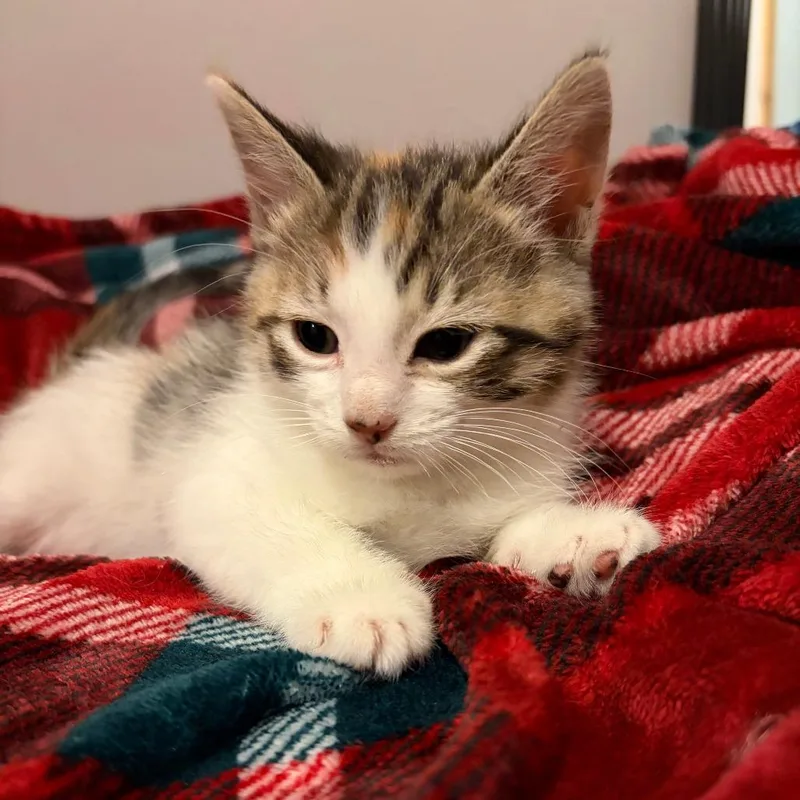 A baby small-sized female Calico Domestic Short Hair cat named Magnolia for adoption in Wichita, KS