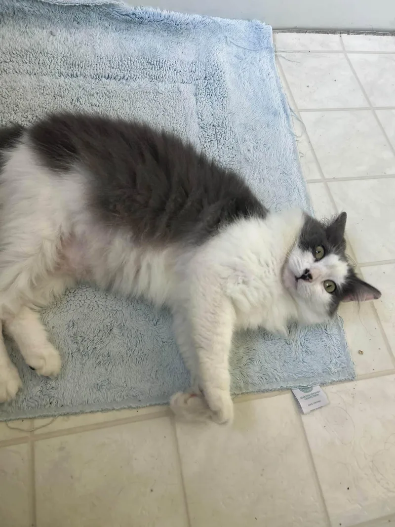 An adult large-sized female Domestic Long Hair cat named Biscuits for adoption in Beverly Hills, CA
