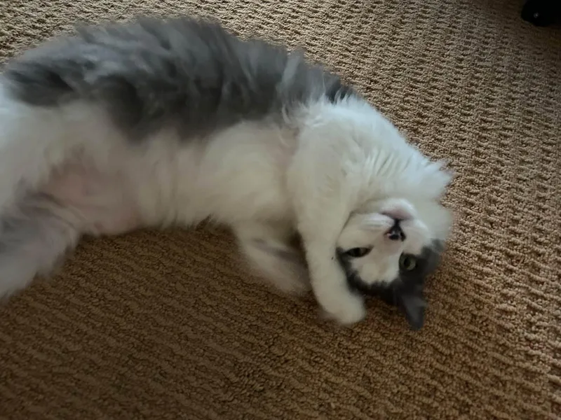 Biscuits thumbnail 3