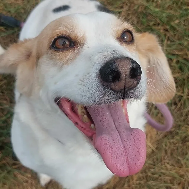 A senior medium-sized male Tricolor (Brown, Black, & White) Beagle dog named Skipper for adoption in Corydon, IN