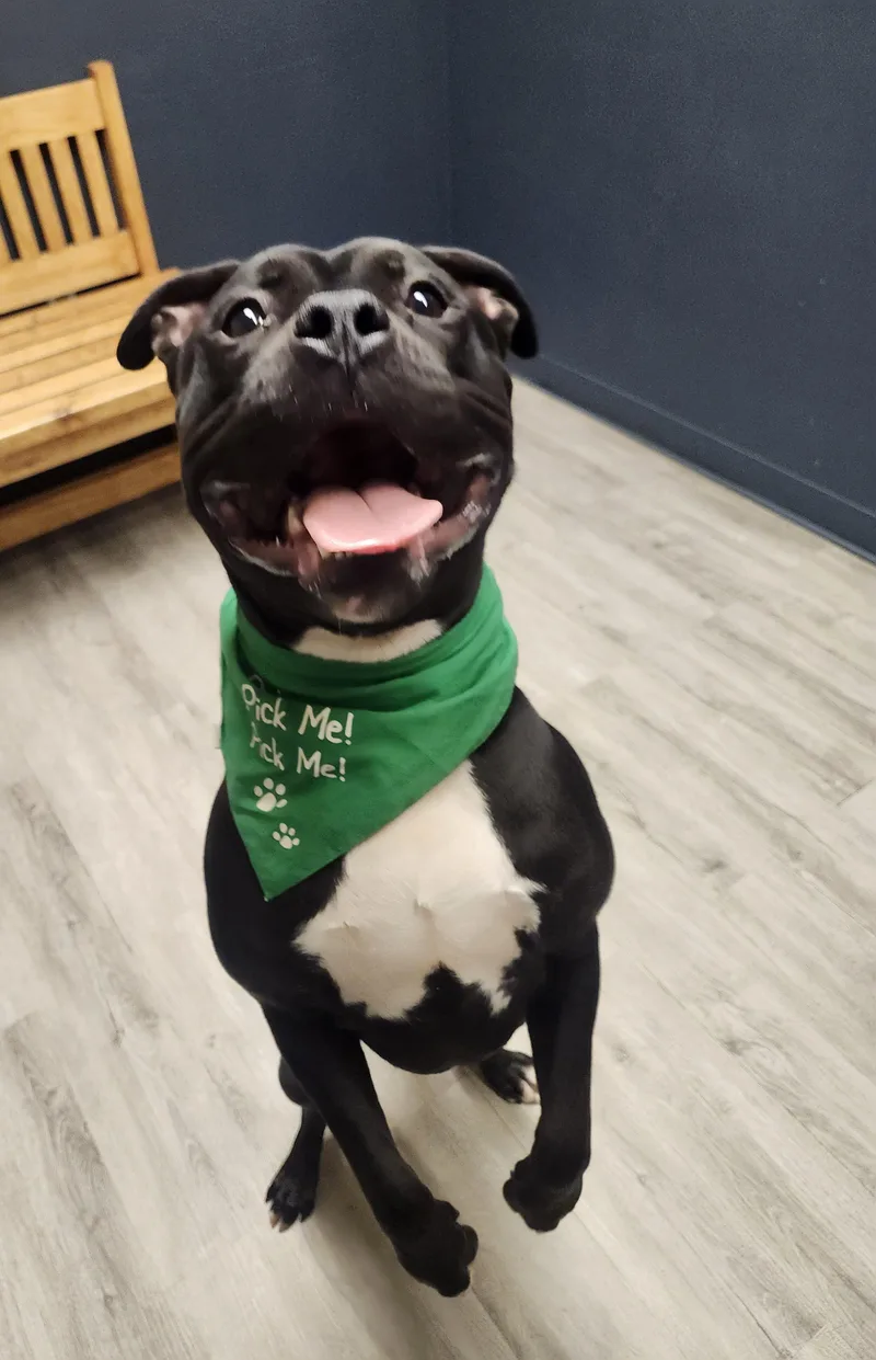 A young large-sized male Black Pit Bull Terrier dog named Lunchable for adoption in Mansfield, OH