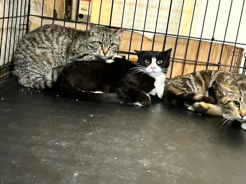 Gemma  Grumman thumbnail 2