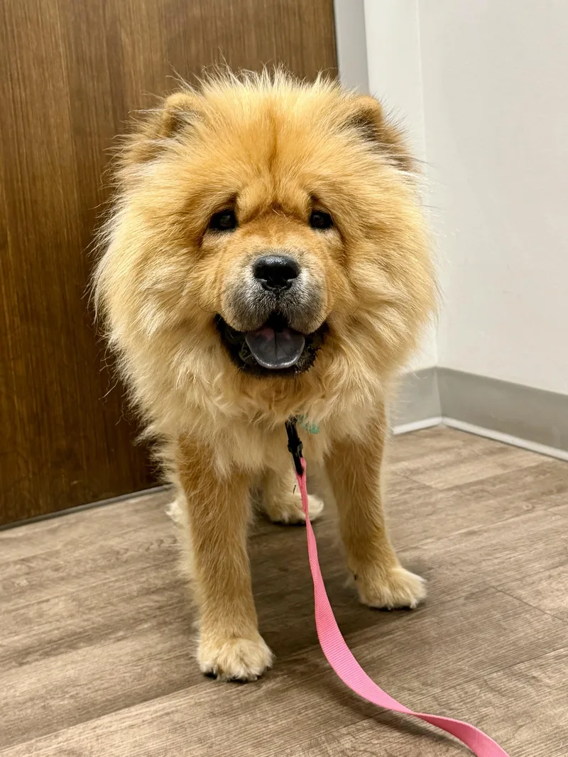 A young medium-sized female Red / Chestnut / Orange Chow Chow dog named Athena for adoption in Saint Louis, MO