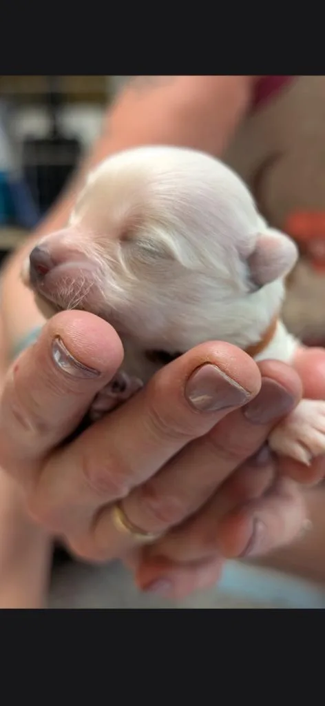 A baby small-sized male Eskimo Dog dog named Yella Dark green collar for adoption in Syracuse, IN