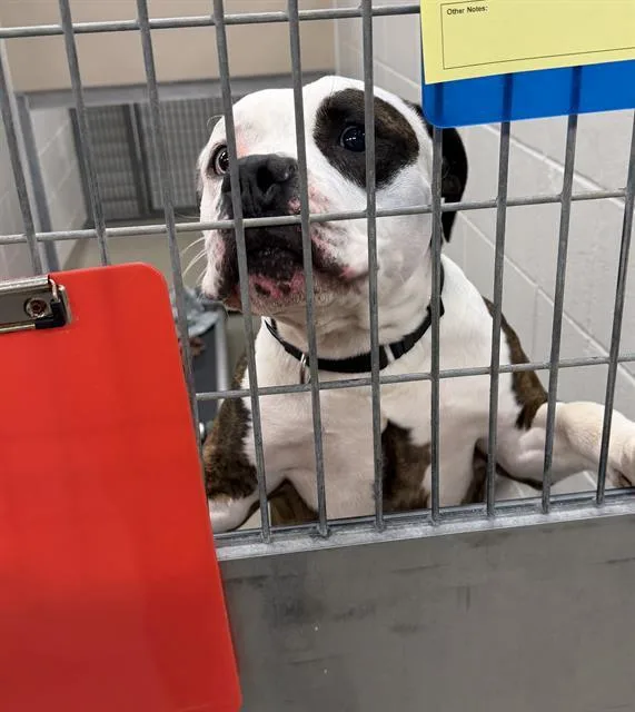An adult large-sized male American Bulldog dog named Poppa for adoption in Omaha, NE