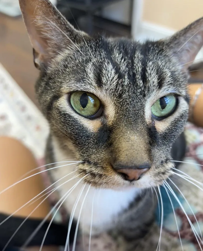 A senior large-sized male Tabby cat named Buddy for adoption in Altoona, PA