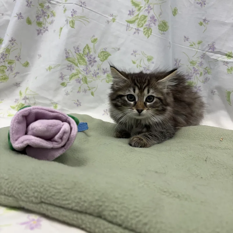 A baby medium-sized female Tabby (Buff / Tan / Fawn) Domestic Long Hair cat named Angelou for adoption in Bear, DE