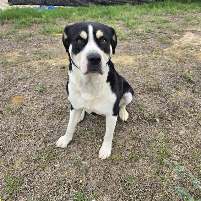 An adult medium-sized male American Staffordshire Terrier dog named Leroy for adoption in San Antonio, TX