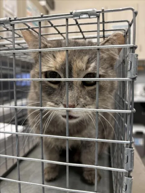 An adult medium-sized female Domestic Short Hair cat named Tres Leches for adoption in Las Vegas, NV