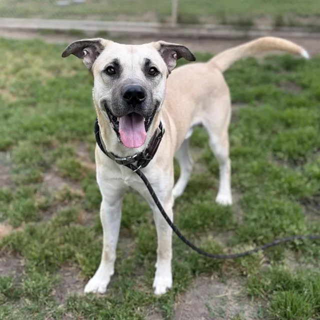 A young extra large-sized male Mastiff dog named John Boy for adoption in Modesto, CA