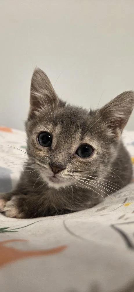 A baby small-sized male Domestic Short Hair cat named Chamomile for adoption in Chicago, IL