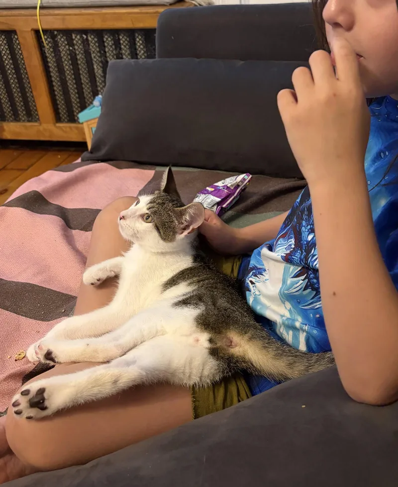 A young medium-sized female Domestic Short Hair cat named Pipo & Takki for adoption in Brooklyn, NY
