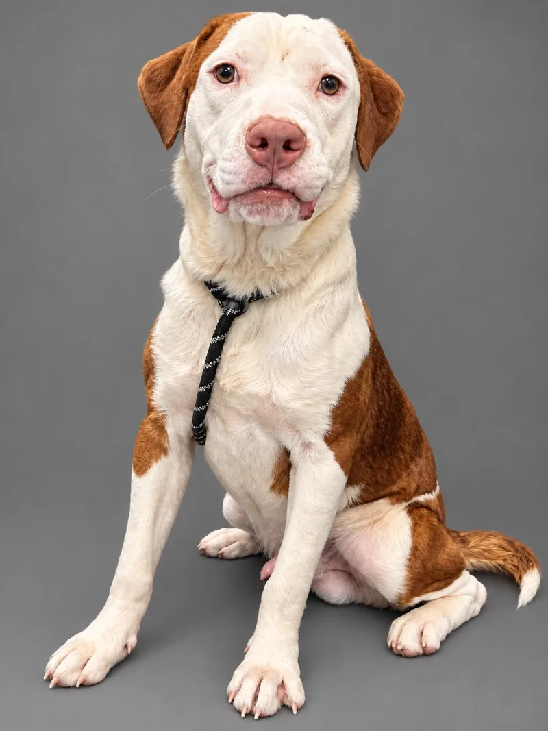 A young medium-sized male Australian Shepherd dog named Tallboy for adoption in Plaquemine, LA