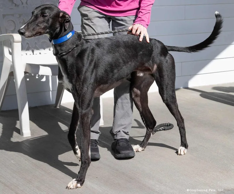 An adult large-sized male Greyhound dog named Ken for adoption in Woodinville, WA