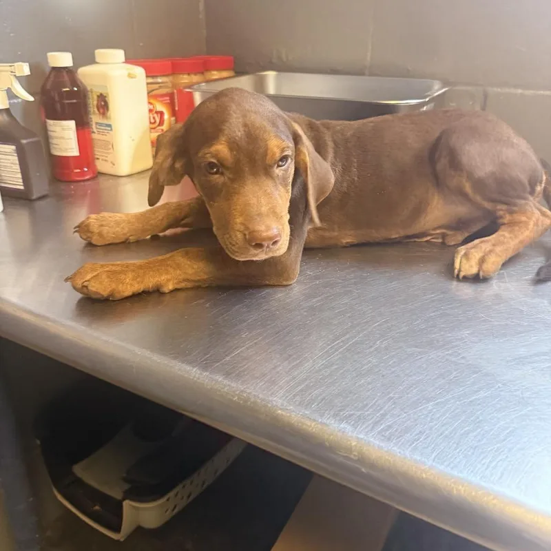 A baby small-sized male Brown / Chocolate Hound dog named Hayden for adoption in Tuscaloosa, AL