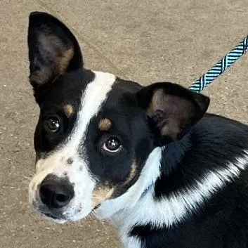 A young medium-sized female White / Cream Mixed Breed dog named Daisy for adoption in Las Cruces, NM