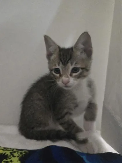 A baby small-sized male Domestic Short Hair cat named Froot Loops for adoption in Savannah, GA