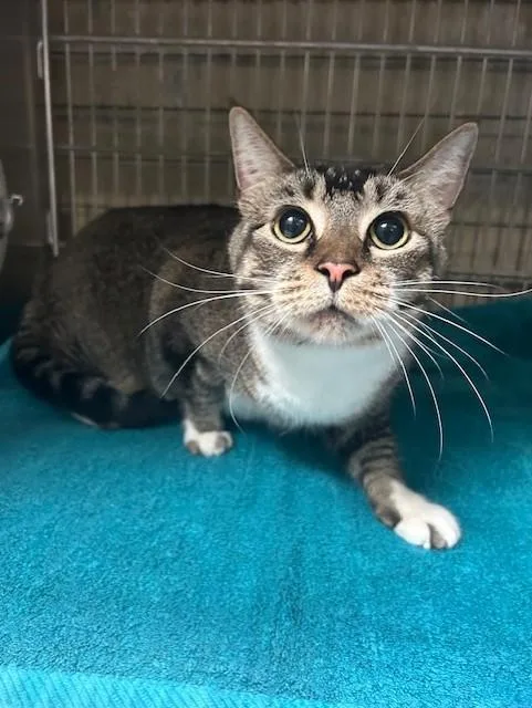 An adult medium-sized female Domestic Short Hair cat named Zoey for adoption in Baldwin Park, CA