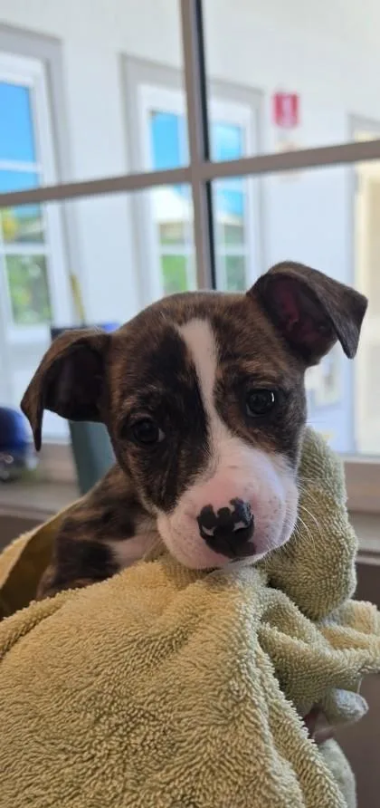 A baby small-sized female Terrier dog named Betty for adoption in Honolulu, HI