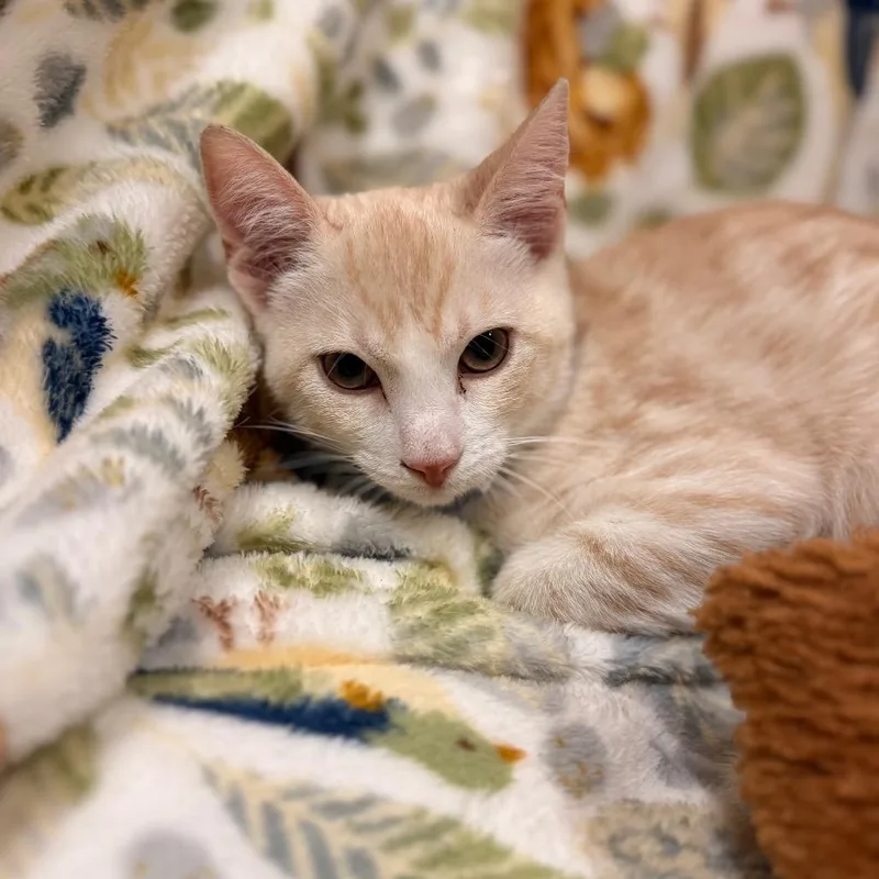 A baby small-sized male Domestic Short Hair cat named Manny Taur for adoption in Santa Barbara, CA