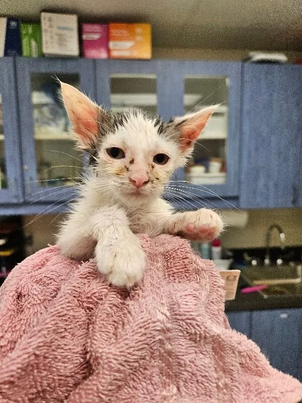 A young medium-sized male Domestic Short Hair cat named Comet for adoption in Disputanta, VA