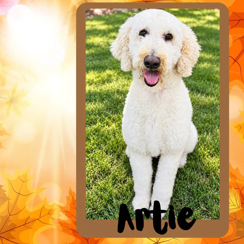 An adult medium-sized female White / Cream Standard Poodle dog named Artie for adoption in Albuquerque, NM