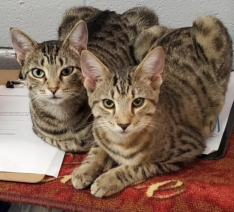 An adult medium-sized female Domestic Short Hair cat named Zena Bonded with for adoption in Camden, TN