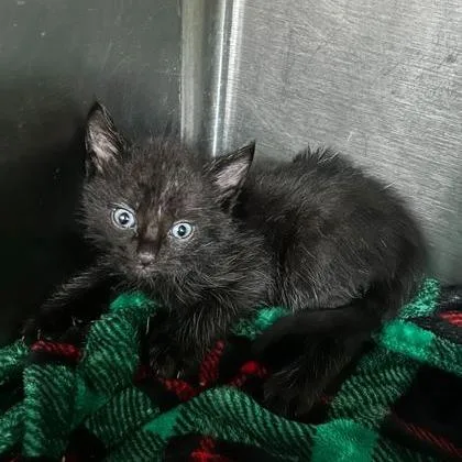 A baby small-sized male Gray / Blue / Silver Domestic Short Hair cat named Pete Fundaroo for adoption in Spruce Pine, NC