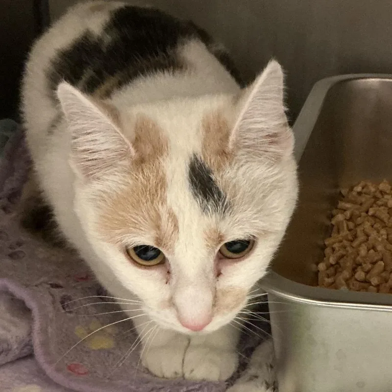 A young medium-sized female Calico Domestic Short Hair cat named Marigold for adoption in Elizabeth City, NC