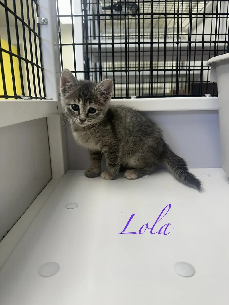A baby medium-sized male Gray / Blue / Silver Domestic Medium Hair cat named Chess for adoption in Port Lavaca, TX