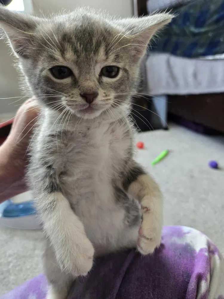 A baby small-sized female Gray & White Domestic Short Hair cat named Nola for adoption in Union Grove, WI